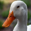 Ducks Anarchy Minecraft Server Icon