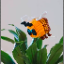 Minhducz Minecraft Server Icon