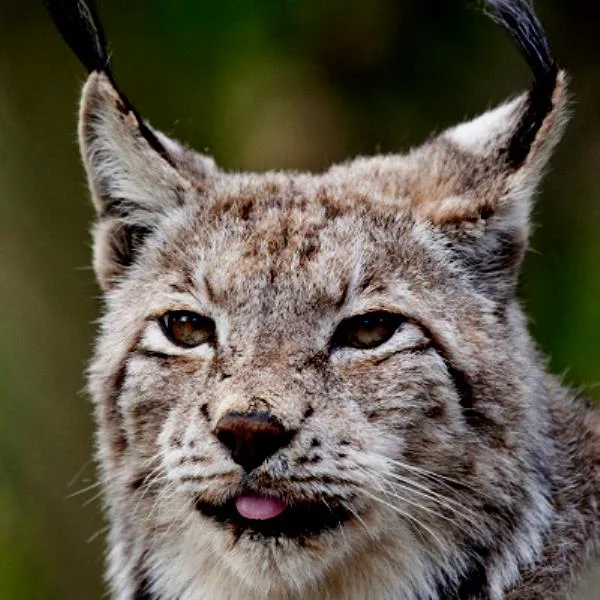 Animals Kit tag banner