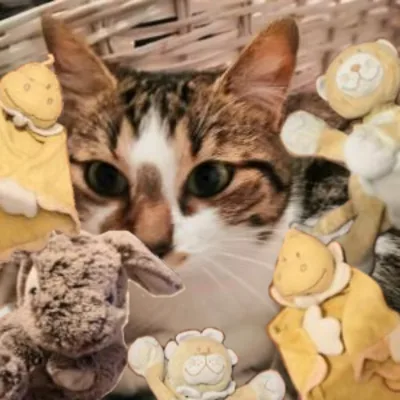 Biggess Pack Cat Edition V1 tag banner